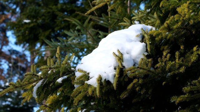 Melt water in forest. Snow melts in forest. Spring melting. 26681293 Stock  Photo at Vecteezy