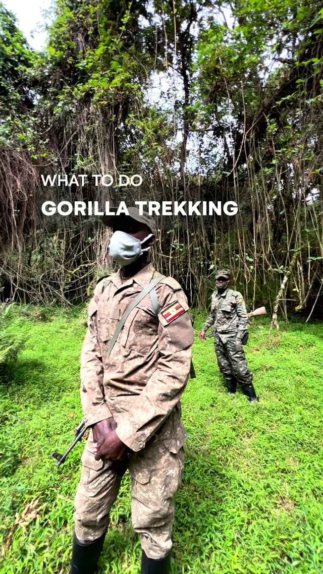 Gorilla Trekking