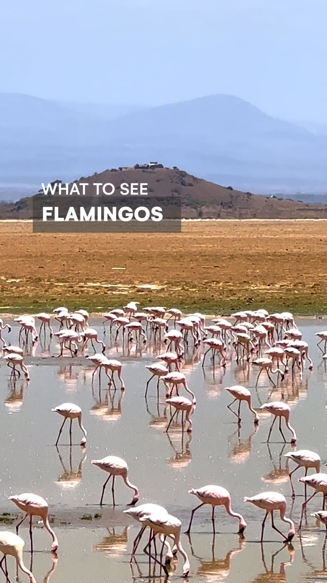 Flamingos Amboseli