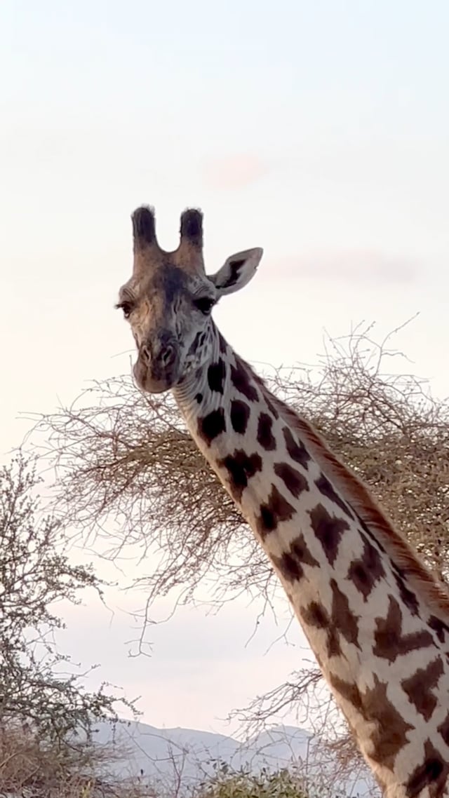 Giraffes