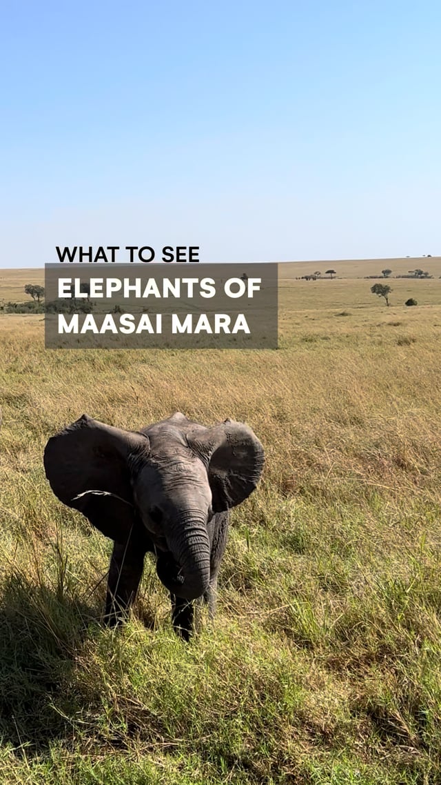 Maasai Elephants