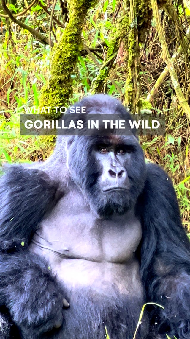Gorillas Moments