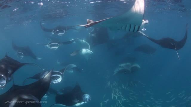 Maldives Manta Bay - Canon 5Dmk II Underwater Video