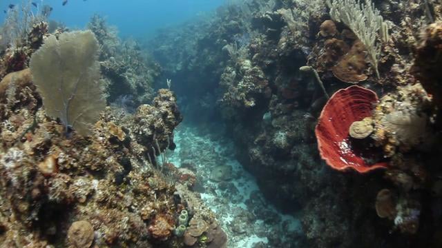 DiveX POV Scooter in Little Cayman - Canon 5Dmk II Underwater Video