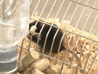 Animal Testing Using Morris Water Maze