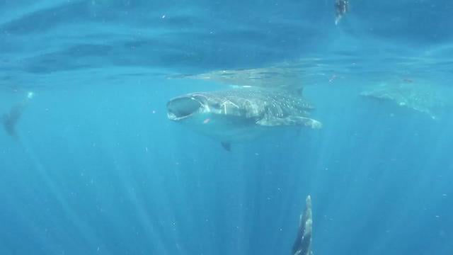 Cocos and Whale Shark Expeditions - Canon T2i Underwater Video