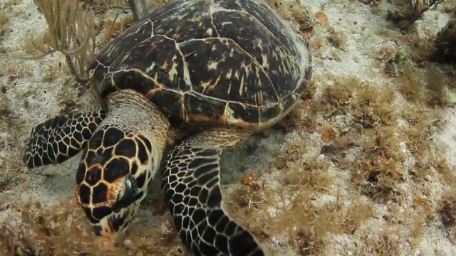 Little Cayman T2i Camera Testing - Canon T2i Underwater Video