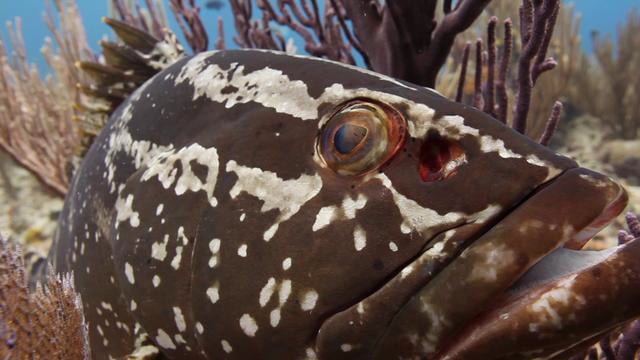 The Life of a Grouper - Canon 5Dmk II Underwater Video