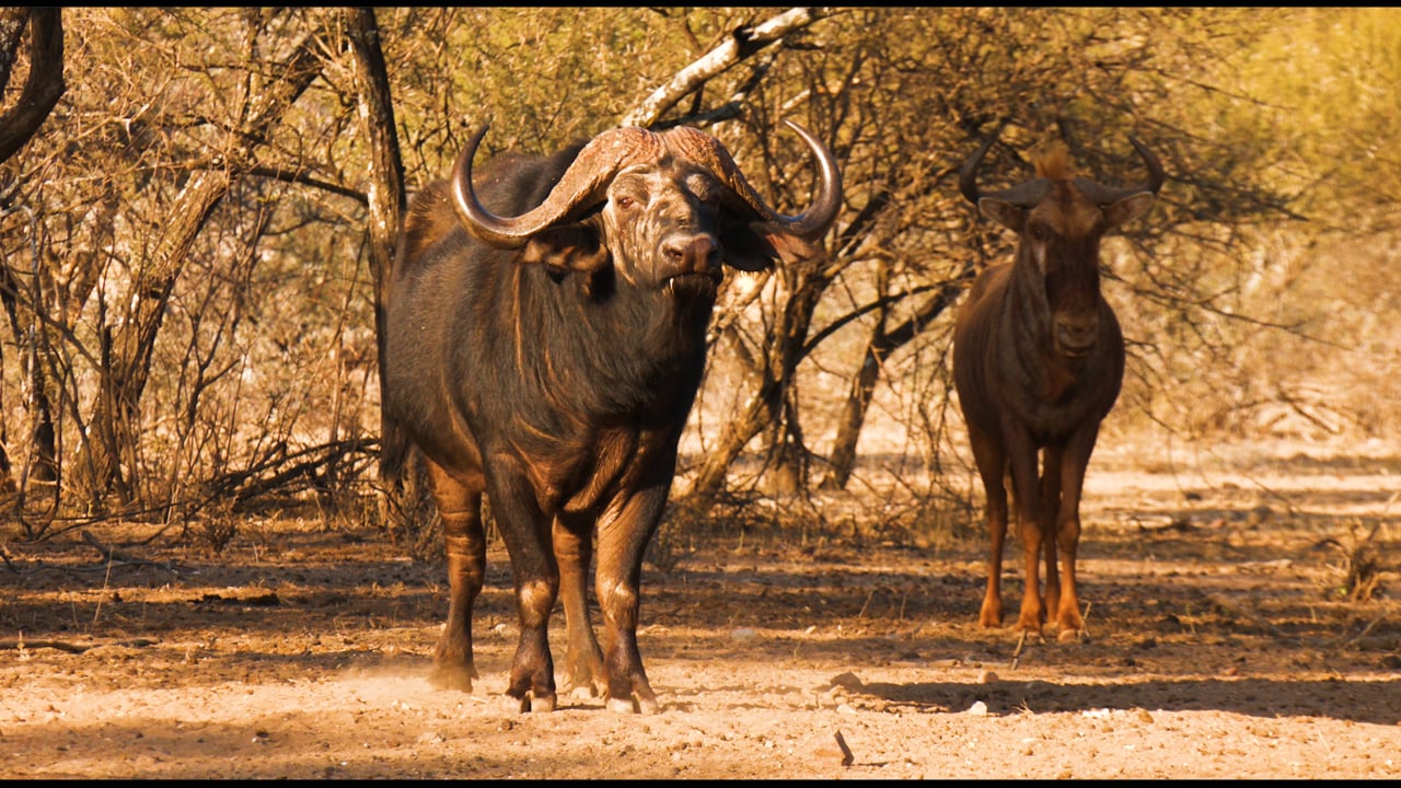 Cape Buffalo