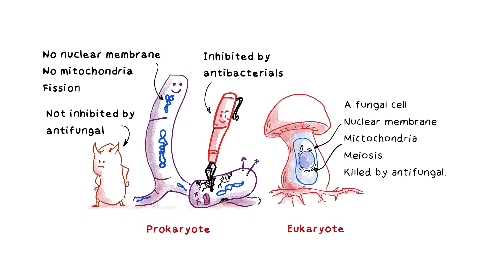 Actinomyces and Actinomycosis