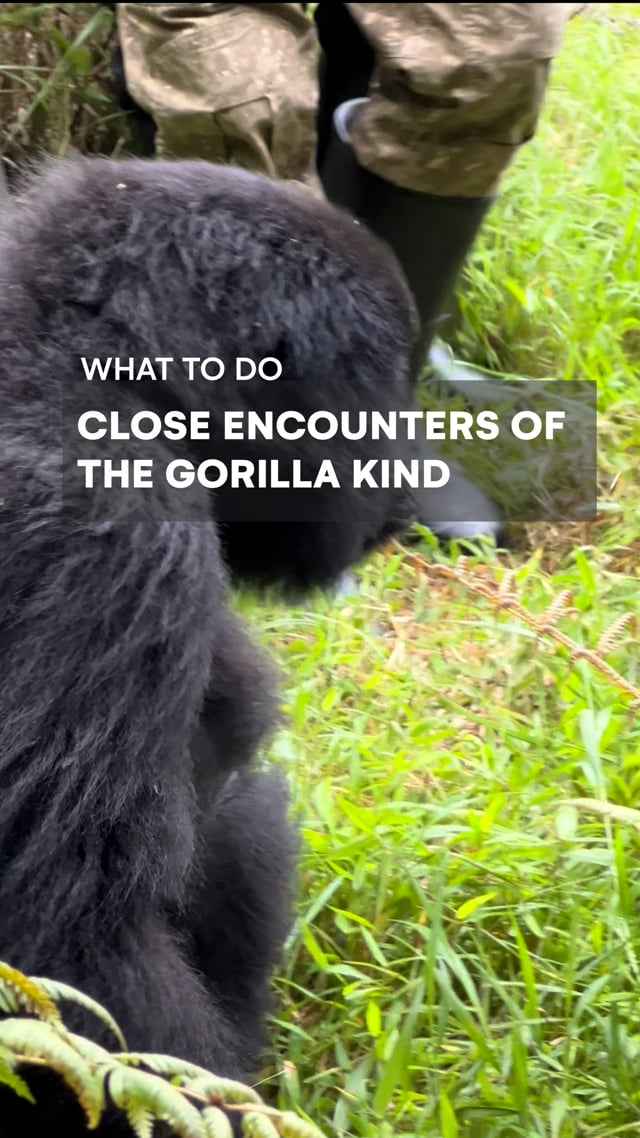 Close Encounters Gorillas