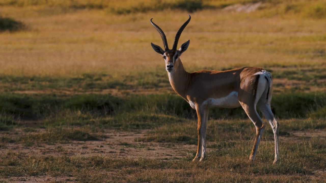 Grant's Gazelle