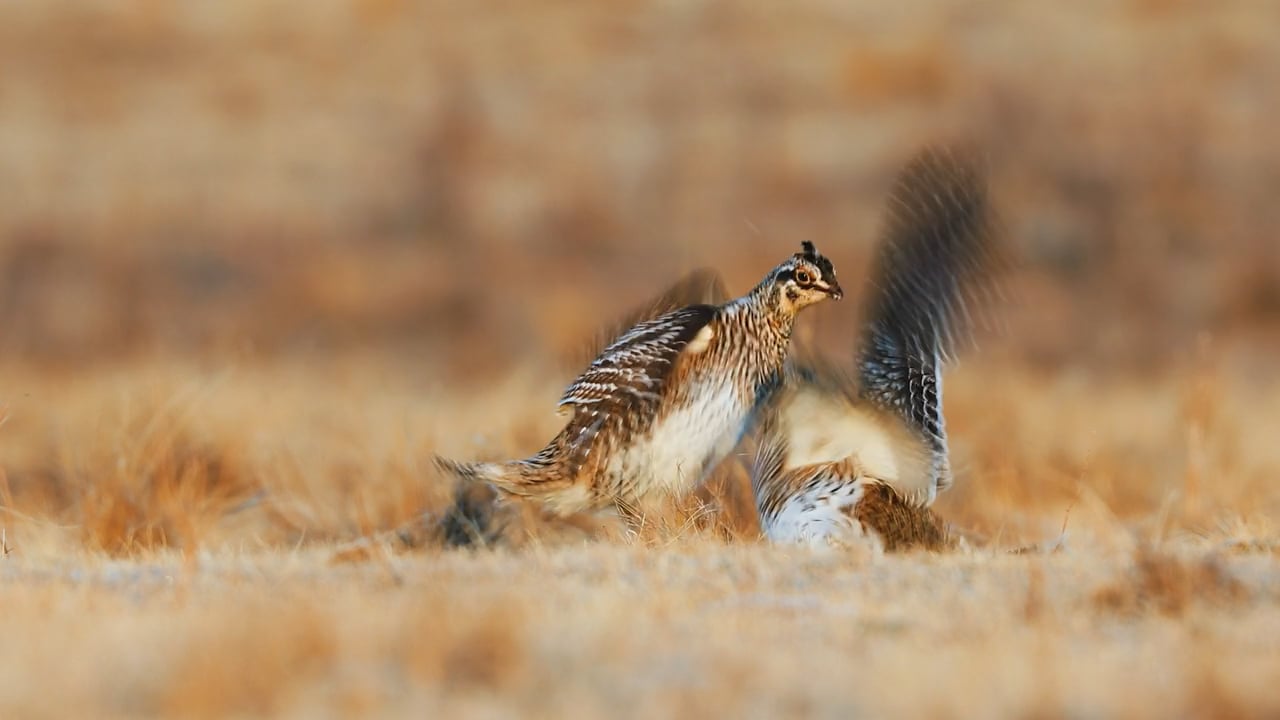 Grouse Fight