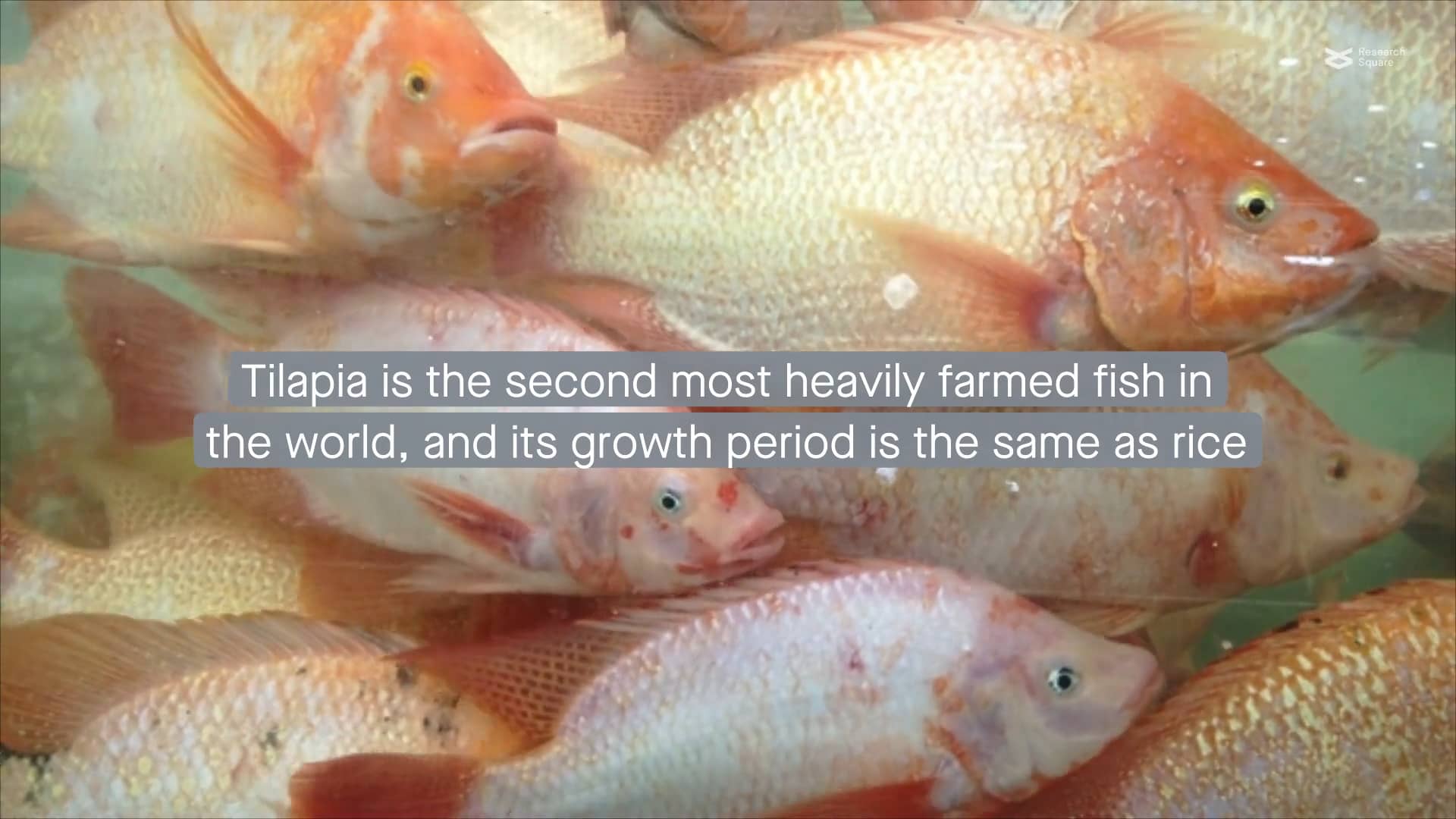 Rice Fish symbiosis Cogrowing tilapia and rice in the same field