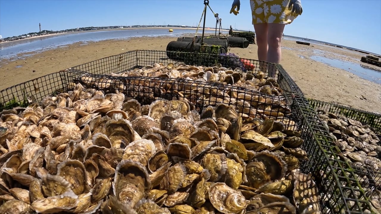 shellfishhistory