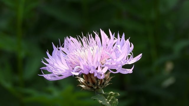 Ukraine, Flowers, Spring. Free Stock Video - Pixabay