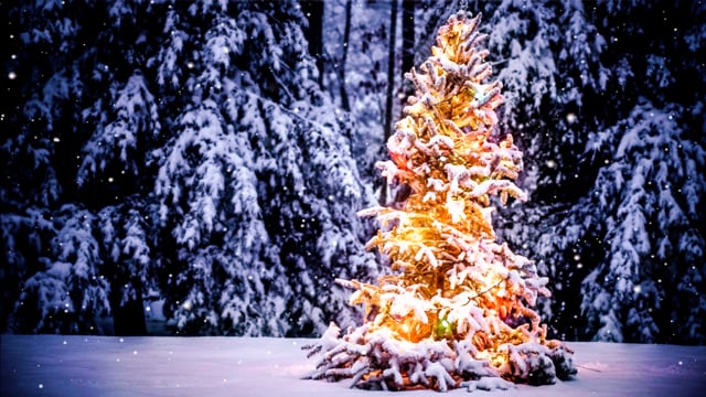 Tree Snow Lights - Free video on Pixabay