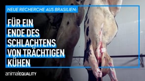 Neue Recherche: Trächtige Kühe in brasilianischen Schlachthöfen getötet
