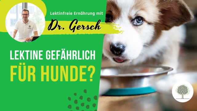 Sind Lektine in ähnlicher Weise wie für Menschen auch für Hunde gefährlich? (Hintergrund von BARF) 