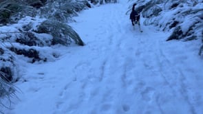 The Best Trick to get your dog to COME