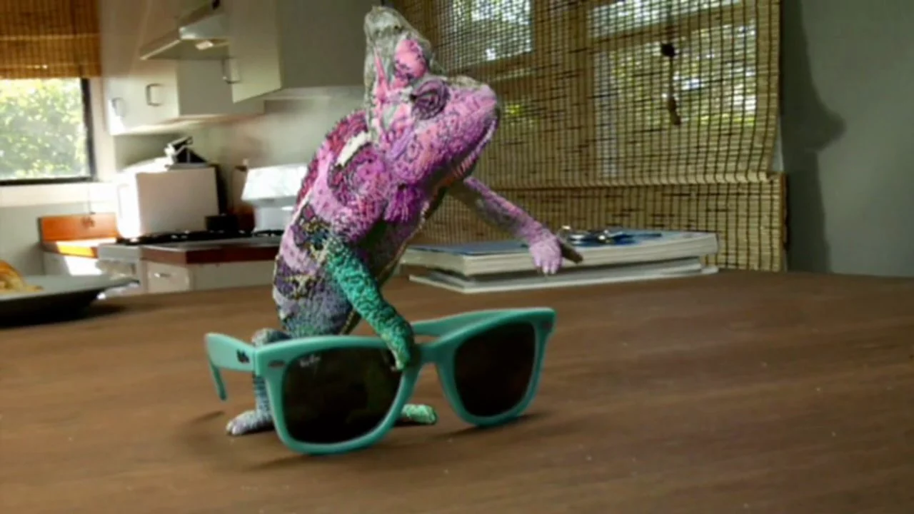 Chameleon store sunglasses video