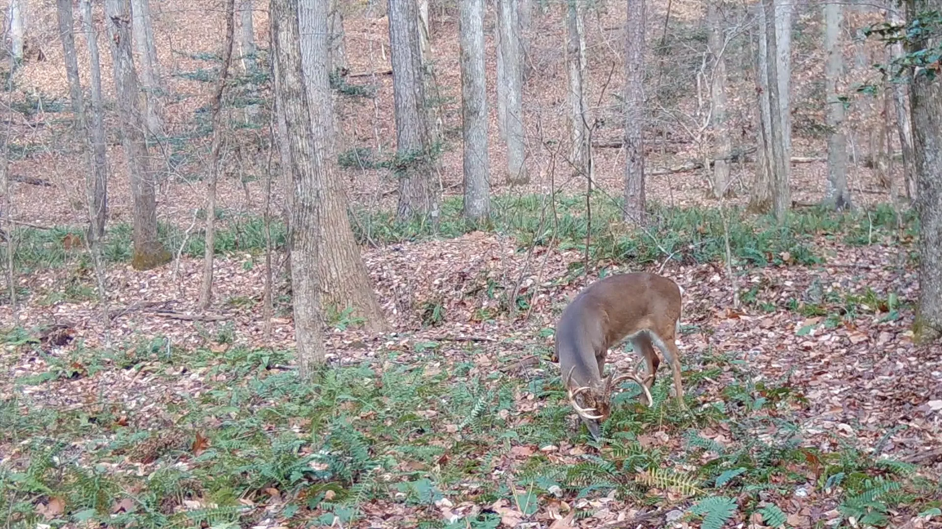 9-point buck.mp4 on Vimeo