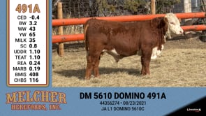 Lot #491 - DM 5610 DOMINO 491A