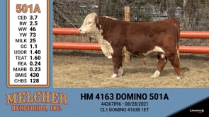 Lot #501 - HM 4163 DOMINO 501A