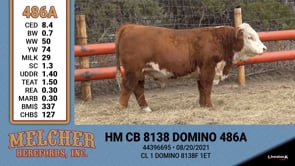 Lot #486 - HM CB 8138 DOMINO 486A