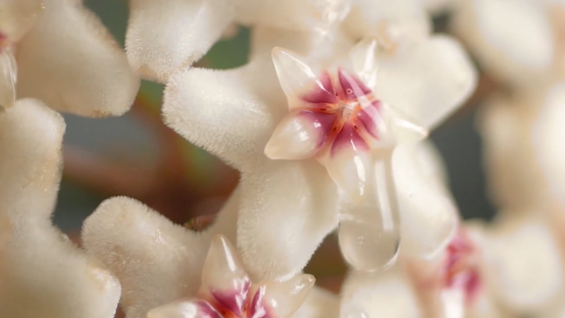 DR.CINK Nectar Yeast Revitalizing Toning Lotion