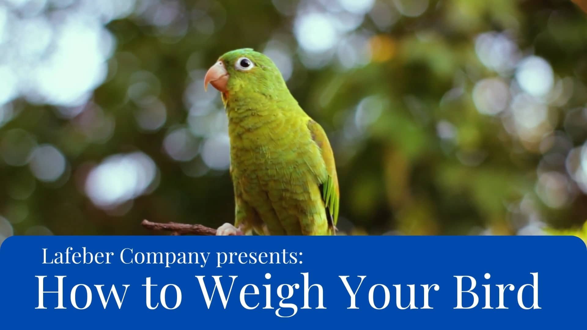 How to Weigh Your Bird.mp4 on Vimeo