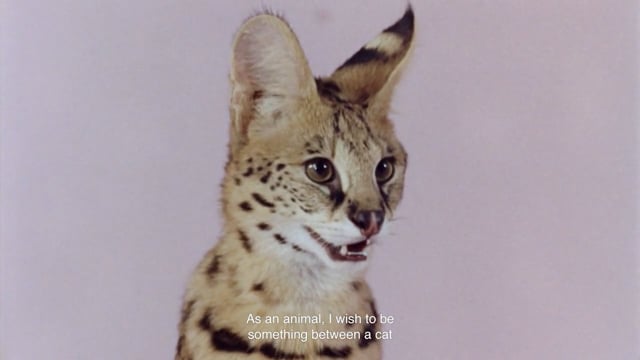 Fashionable Animal | Short film in Film Study on Vimeo
