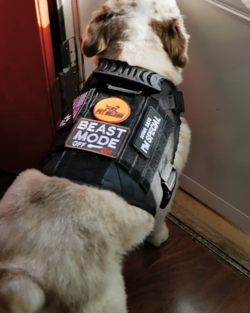 Petbelong Tactical Dog Vest on Vimeo