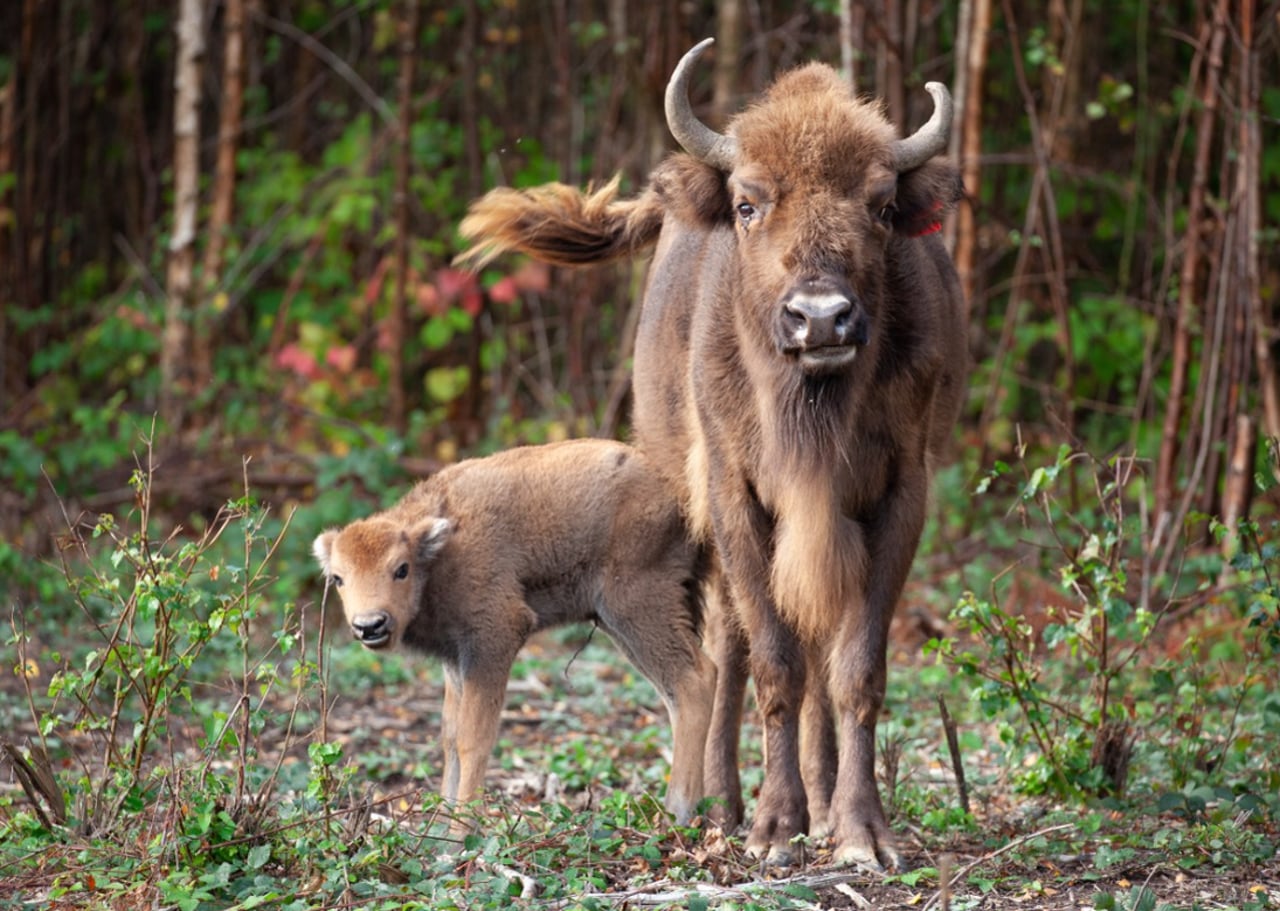 Bison reintroduction for rewilding | Filmed at Wilder Blean, Kent