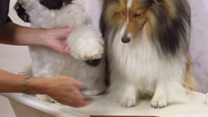 MICROBITE The Fluffy Foot and the Working Foot.mp4