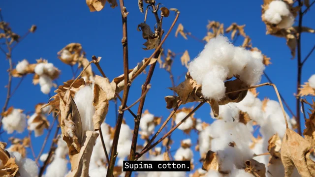 Supima® Cotton Blend Jersey Hoodie
