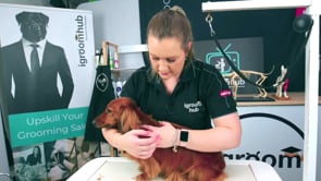 MICROBITE sausage dog handling.mp4