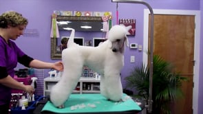 MICROBITE Rear Angulation Poodle.mp4