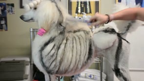 Related Embedded Video Item Thumbnail