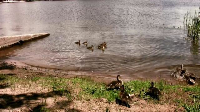 Ducks on Vimeo