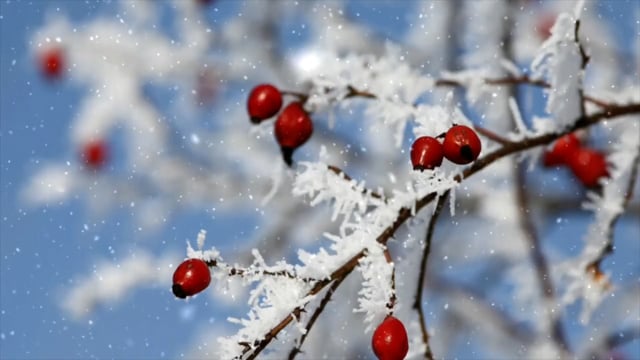 Snow Trees Winter - Free video on Pixabay