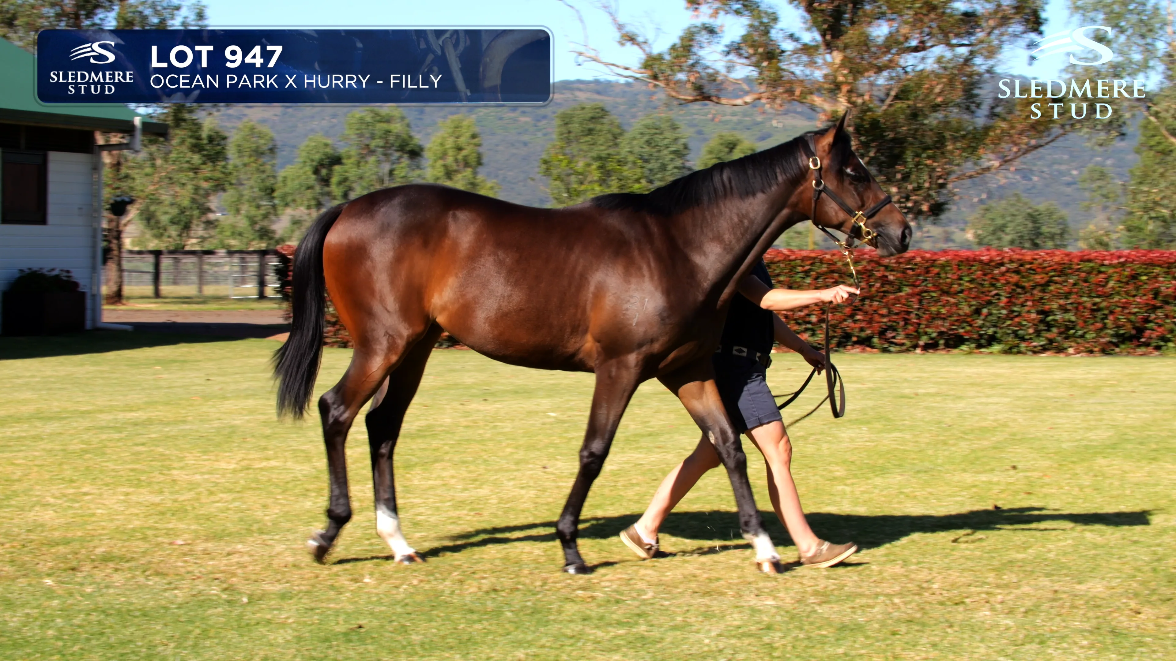 LOT 947 OCEAN PARK X HURRY FILLY.mp4 on Vimeo