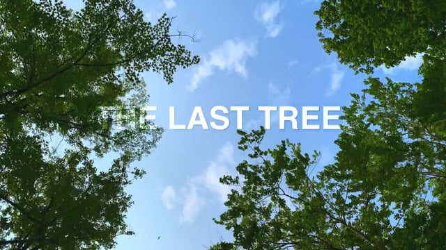 The Last Tree