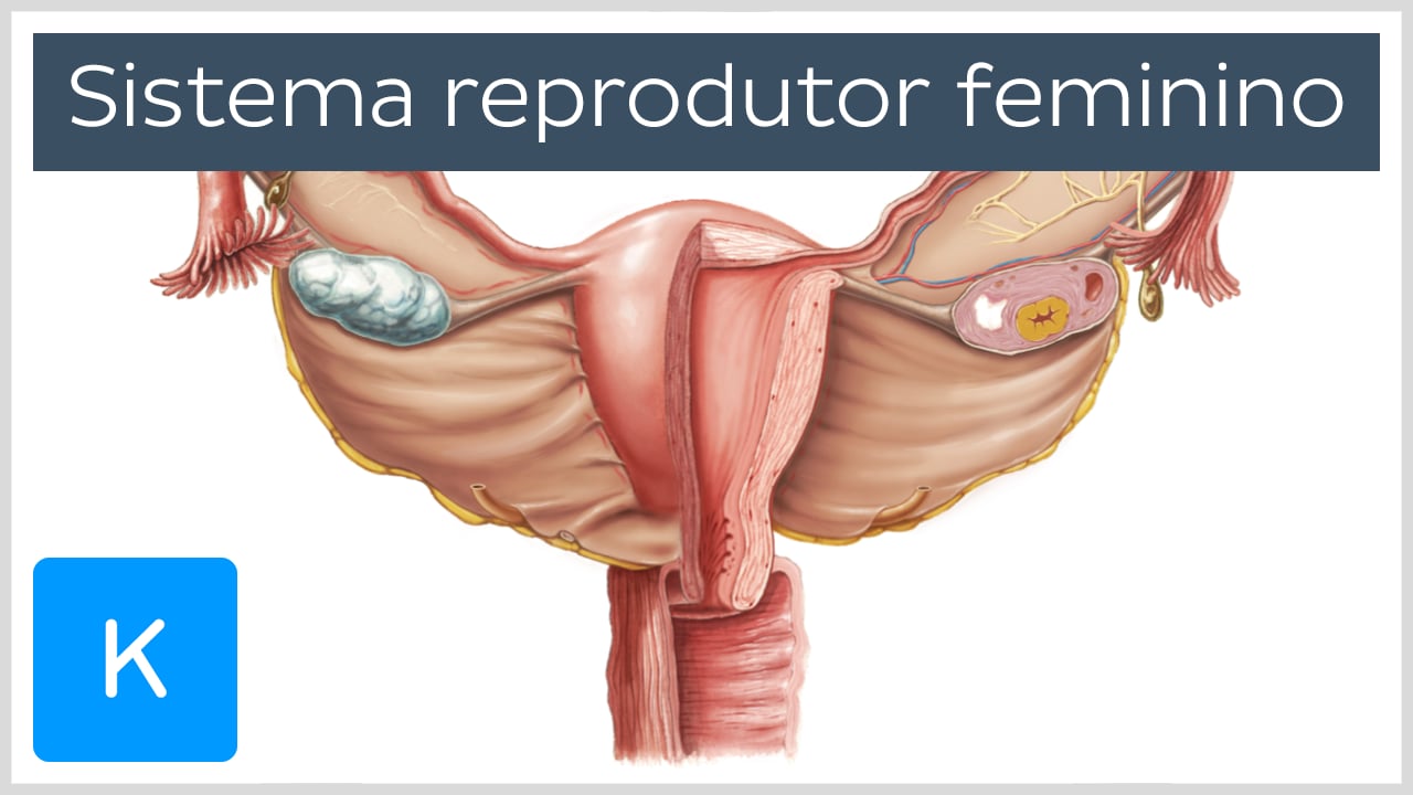 Sistema reprodutor feminino Anatomia, orgãos e funções Kenhub