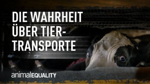 Animal Equality deckt Tiertransporte in Mexiko auf
