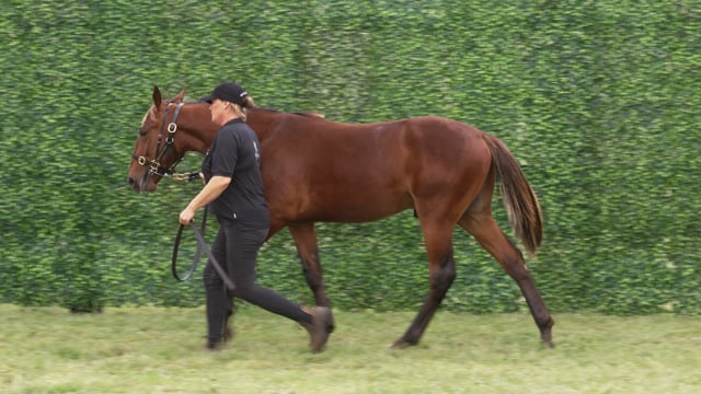 Lot 128