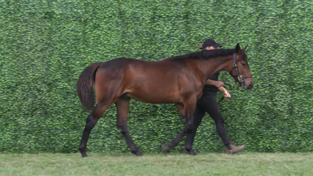 Lot 42