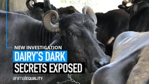 Animal Equality Exposes the Cruel and Illegal Practices of the Dairy Industry