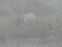Rhino 1