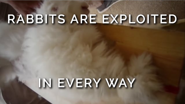 11 Videos That Will Make You Cry | PETA
